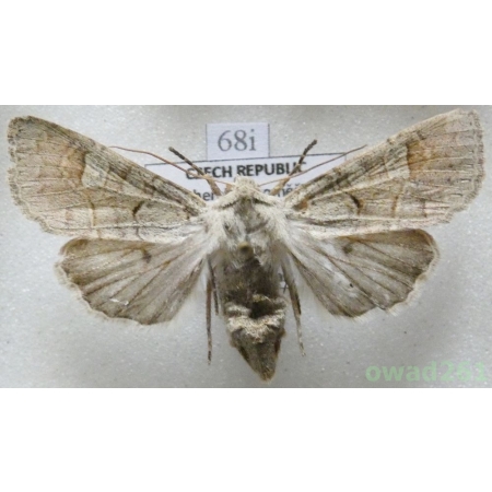Ammoconia caecimacula (Denis & Schiffermüller, 1775) Czech68i
